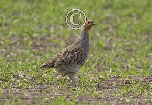 Grey Partridge  DM0517
